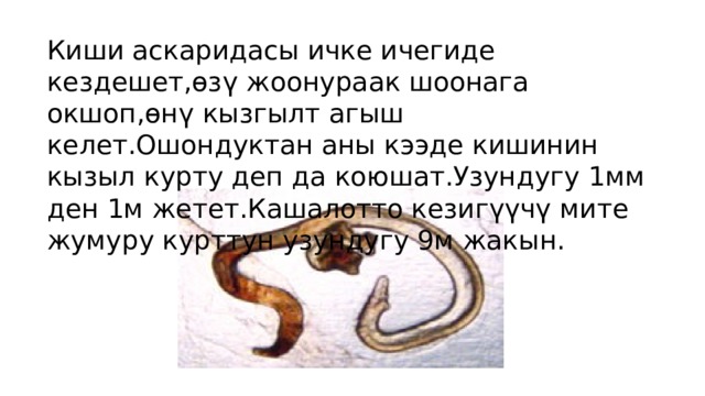 Киши аскаридасы ичке ичегиде кездешет, өзү жоонураак шоонага окшоп,ѳнү кызгылт агыш келет.Ошондуктан аны кээде кишинин кызыл курту деп да коюшат.Узундугу 1мм ден 1м жетет.Кашалотто кезигүүчү мите жумуру курттун узундугу 9м жакын. 
