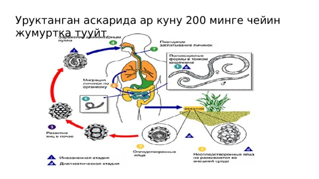 Уруктанган аскарида ар куну 200 минге чейин жумуртка тууйт . 