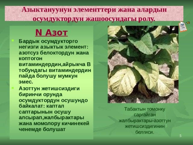 Азыктануунун элементтери жана алардын осумдуктордун жашоосундагы ролу. N Азот Бардык осумдукторго негизги азыктык элемент: азотсуз белоктордун жана коптогон витаминдердин,айрыкча В тобундагы витаминдердин пайда болушу мумкун эмес. Азоттун жетишсиздиги биринчи орунда осумдуктордун осушундо байкалат: каптал саптарынын осушу алсырап,жалбырактары жана момолору кичинекей ченемде болушат Табактын томонку саргайган жалбырактары-азоттун жетишсиздигинин белгиси.  