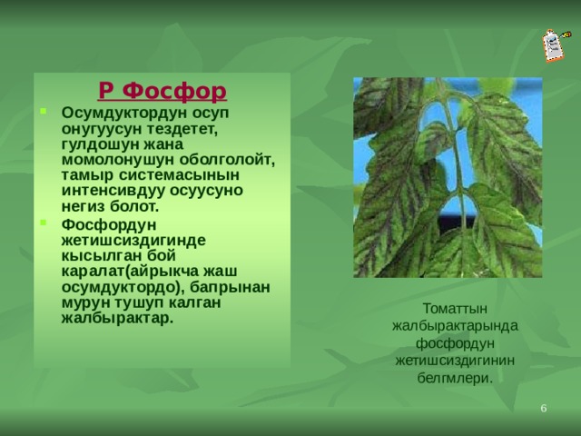 P Фосфор Осумдуктордун осуп онугуусун тездетет, гулдошун жана момолонушун оболголойт, тамыр системасынын интенсивдуу осуусуно негиз болот. Фосфордун жетишсиздигинде кысылган бой каралат(айрыкча жаш осумдуктордо), бапрынан мурун тушуп калган жалбырактар.  Томаттын жалбырактарында фосфордун жетишсиздигинин белгмлери.  