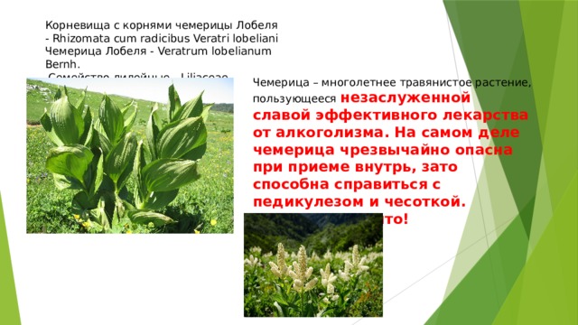 Корневища с корнями чемерицы Лобеля - Rhizomata cum radicibus Veratri lobeliani Чемерица Лобеля - Veratrum lobelianum Bernh.  Семейство лилейные - Liliaceae. Чемерица – многолетнее травянистое растение, пользующееся незаслуженной славой эффективного лекарства от алкоголизма. На самом деле чемерица чрезвычайно опасна при приеме внутрь, зато способна справиться с педикулезом и чесоткой. Растение ядовито! 