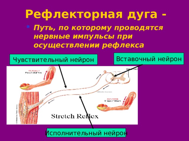 Рефлекторная дуга - Путь, по которому проводятся нервные импульсы при осуществлении рефлекса Вставочный нейрон Чувствительный нейрон Исполнительный нейрон 