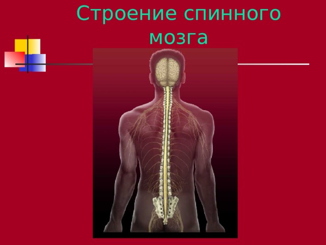 Строение спинного мозга 