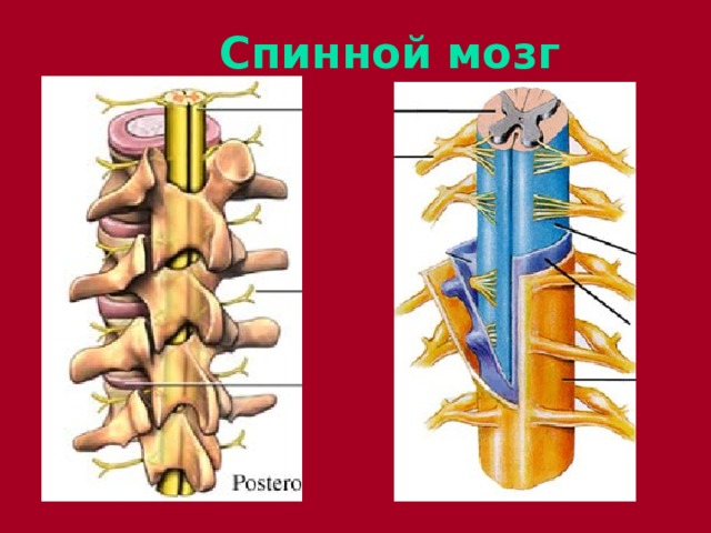 Спинной мозг 