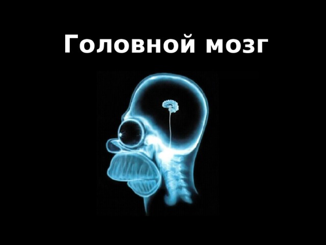 Головной мозг 
