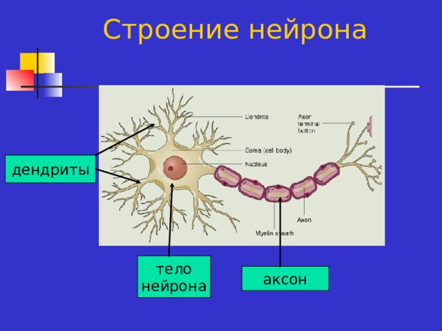 Строение нейрона дендриты тело нейрона аксон 