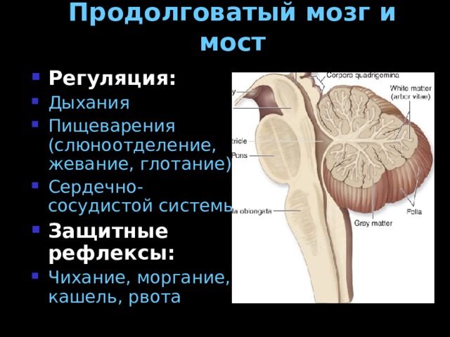 Продолговатый мозг и мост Регуляция: Дыхания Пищеварения (слюноотделение, жевание, глотание) Сердечно-сосудистой системы Защитные рефлексы: Чихание, моргание, кашель, рвота  