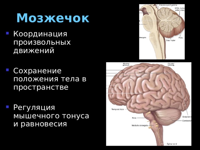 Мозжечок Координация произвольных движений Сохранение положения тела в пространстве Регуляция мышечного тонуса и равновесия 