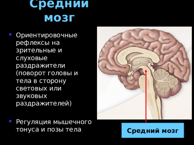 Средний мозг Ориентировочные рефлексы на зрительные и слуховые раздражители (поворот головы и тела в сторону световых или звуковых раздражителей) Регуляция мышечного тонуса и позы тела Средний мозг 
