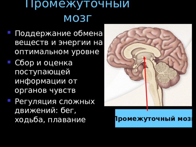 Промежуточный мозг Поддержание обмена веществ и энергии на оптимальном уровне Сбор и оценка поступающей информации от органов чувств Регуляция сложных движений: бег, ходьба, плавание Промежуточный мозг 