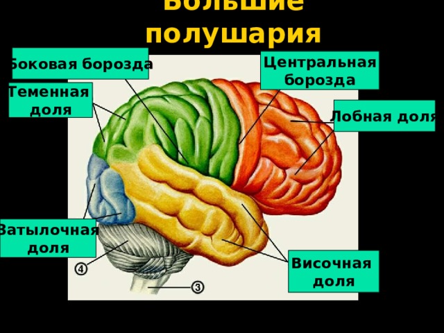 Большие полушария Боковая борозда Центральная борозда Теменная доля Лобная доля Затылочная доля Височная доля 