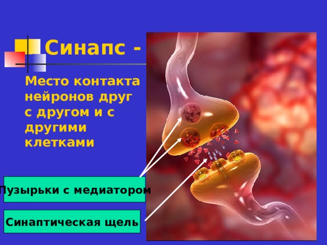 Синапс - Место контакта нейронов друг с другом и с другими клетками Пузырьки с медиатором Синаптическая щель 