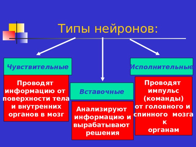 Типы нейронов: Чувствительные Исполнительные Проводят информацию от поверхности тела и внутренних органов в мозг Проводят импульс (команды) от головного и спинного мозга  к органам Вставочные Анализируют информацию и вырабатывают решения 