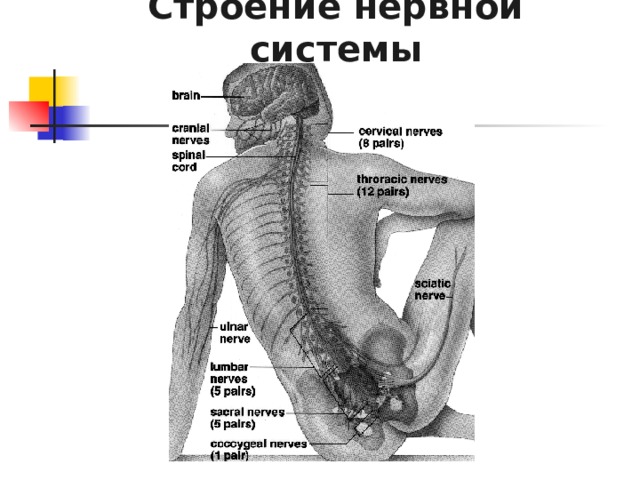 Строение нервной системы 