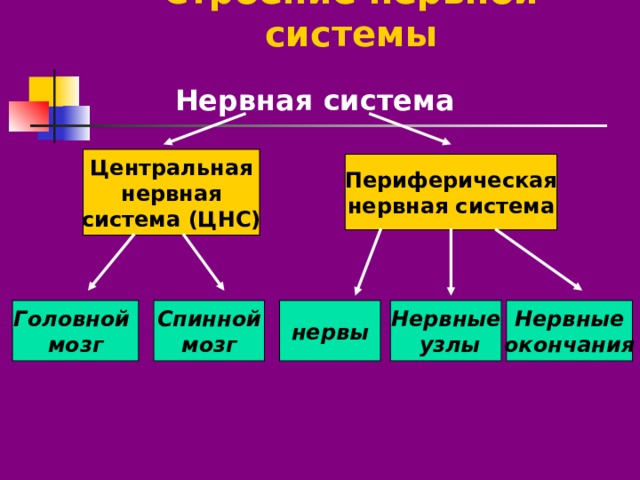 Строение нервной системы Нервная система Центральная нервная система (ЦНС) Периферическая нервная система Головной мозг Спинной мозг нервы Нервные  узлы Нервные окончания 
