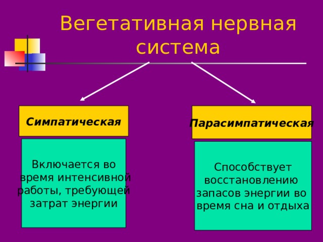 Вегетативная нервная система Симпатическая Парасимпатическая Включается во  время интенсивной работы, требующей затрат энергии Способствует восстановлению запасов энергии во время сна и отдыха 