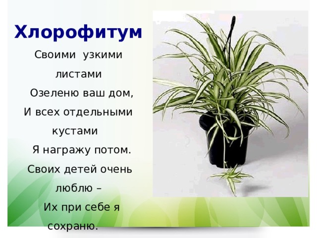 Хлорофитум Своими узкими листами  Озеленю ваш дом, И всех отдельными кустами  Я награжу потом.  Своих детей очень люблю –  Их при себе я сохраню.  