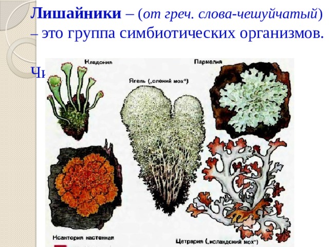 Лишайники – ( от греч. слова-чешуйчатый ) – это группа симбиотических организмов.  Численность свыше 20 тыс.видов. 
