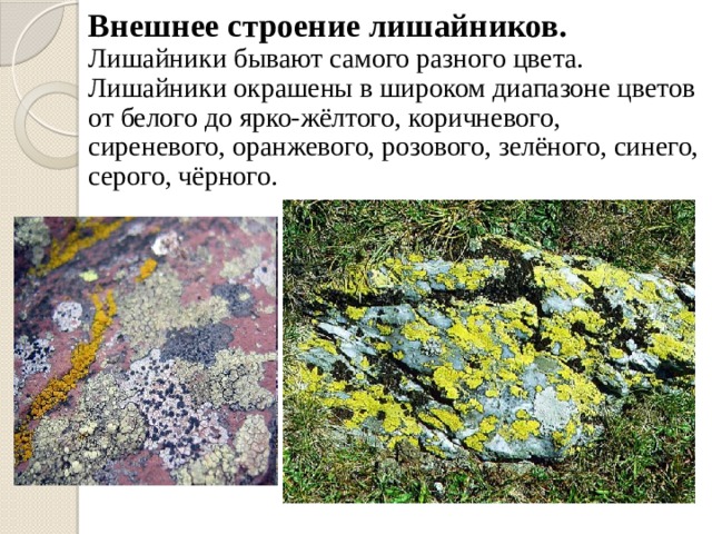 Внешнее строение лишайников.  Лишайники бывают самого разного цвета. Лишайники окрашены в широком диапазоне цветов от белого до ярко-жёлтого, коричневого, сиреневого, оранжевого, розового, зелёного, синего, серого, чёрного.        