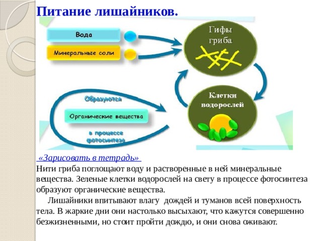 Питание лишайников.          «Зарисовать в тетрадь»  Нити гриба поглощают воду и растворенные в ней минеральные вещества. Зеленые клетки водорослей на свету в процессе фотосинтеза образуют органические вещества.  Лишайники впитывают влагу дождей и туманов всей поверхность тела. В жаркие дни они настолько высыхают, что кажутся совершенно безжизненными, но стоит пройти дождю, и они снова оживают.   