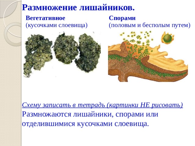 Размножение лишайников.          Схему записать в тетрадь (картинки НЕ рисовать)  Размножаются лишайники, спорами или отделившимися кусочками слоевища.    Вегетативное (кусочками слоевища) Спорами (половым и бесполым путем) 
