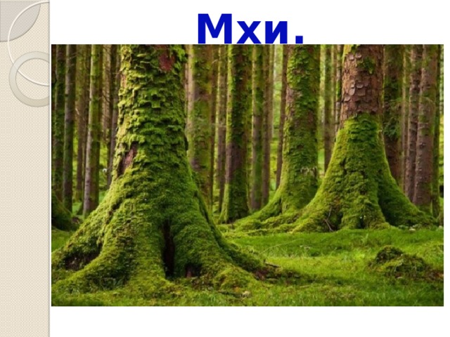 Мхи. 