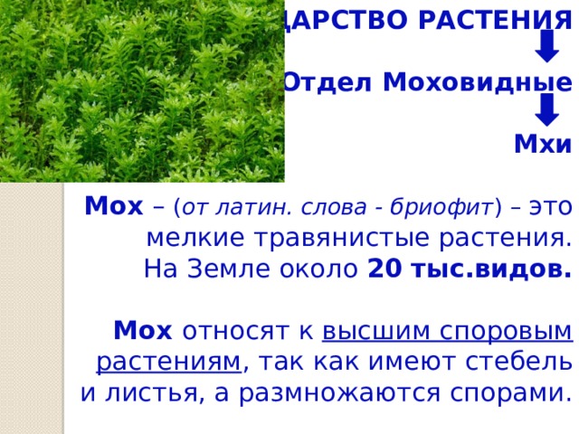 ЦАРСТВО РАСТЕНИЯ   Отдел Моховидные   Мхи   Мох – ( от латин. слова - бриофит ) – это мелкие травянистые растения.  На Земле около 20 тыс.видов.   Мох относят к высшим споровым растениям , так как имеют стебель и листья, а размножаются спорами. 