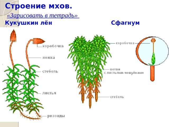 Строение мхов.   «Зарисовать в тетрадь»  Кукушкин лён Сфагнум   