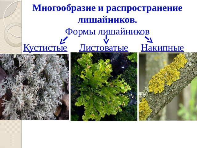 Многообразие и распространение лишайников.  Формы лишайников   Кустистые Листоватые Накипные 