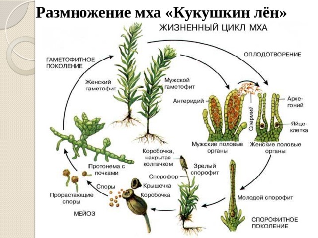 Размножение мха «Кукушкин лён»     