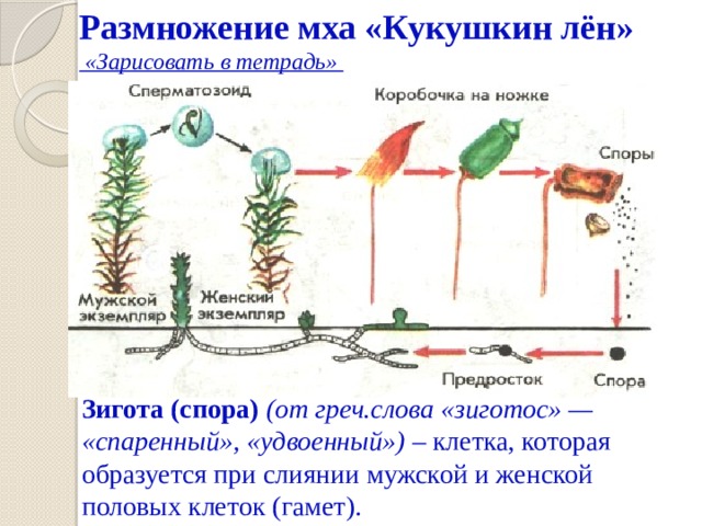 Размножение мха «Кукушкин лён»  «Зарисовать в тетрадь»     Зигота (спора) (от греч.слова «зиготос» — «спаренный», «удвоенный») – клетка, которая образуется при слиянии мужской и женской половых клеток (гамет). 