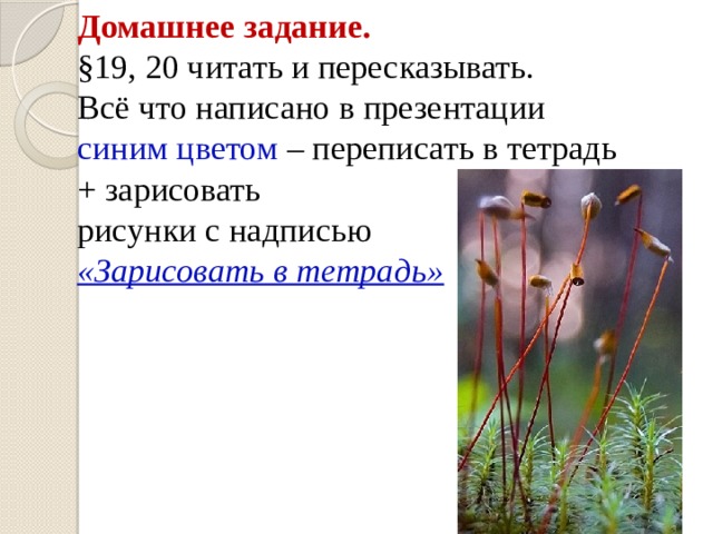 Домашнее задание.  §19, 20 читать и пересказывать.  Всё что написано в презентации  синим цветом – переписать в тетрадь  + зарисовать  рисунки с надписью  «Зарисовать в тетрадь»           