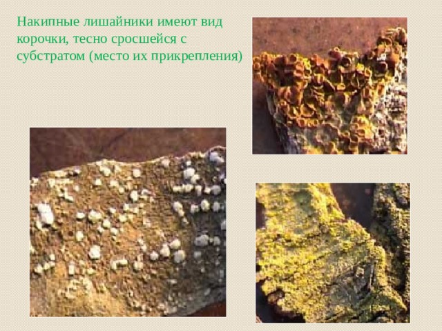 Накипные лишайники имеют вид корочки, тесно сросшейся с субстратом (место их прикрепления)  