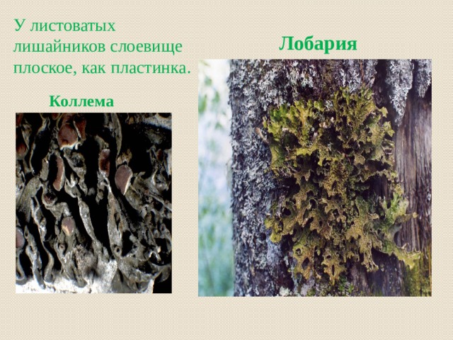 У листоватых лишайников слоевище плоское, как пластинка. Лобария  Коллема   