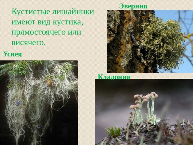 Эверния Кустистые лишайники имеют вид кустика, прямостоячего или висячего. Уснея Кладония 