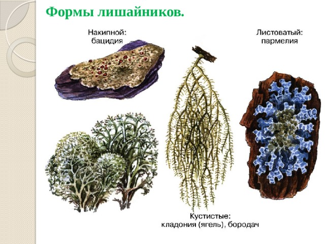 Формы лишайников. 