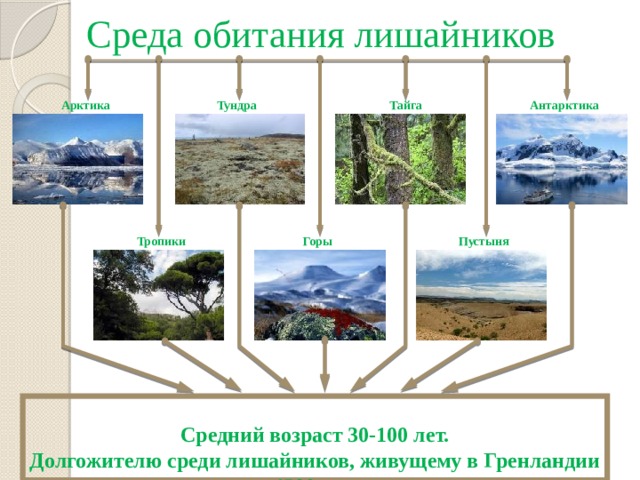 Среда обитания лишайников Тундра Антарктика Арктика Тайга Горы Пустыня Тропики  Средний возраст 30-100 лет.  Долгожителю среди лишайников, живущему в Гренландии 4500 лет. 