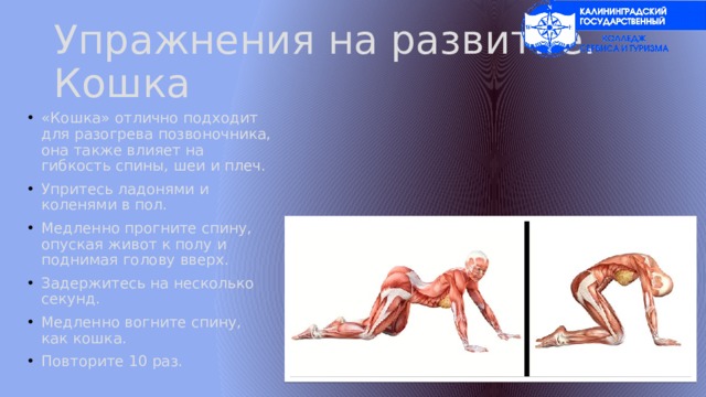 Упражнения на развитие. Кошка «Кошка» отлично подходит для разогрева позвоночника, она также влияет на гибкость спины, шеи и плеч. Упритесь ладонями и коленями в пол. Медленно прогните спину, опуская живот к полу и поднимая голову вверх. Задержитесь на несколько секунд. Медленно вогните спину, как кошка. Повторите 10 раз. 