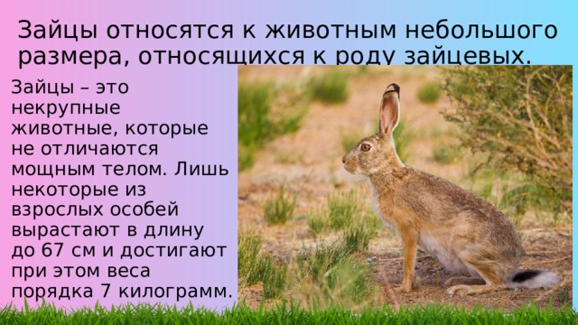 Зайцы относятся к животным небольшого размера, относящихся к роду зайцевых. Зайцы – это некрупные животные, которые не отличаются мощным телом. Лишь некоторые из взрослых особей вырастают в длину до 67 см и достигают при этом веса порядка 7 килограмм. 