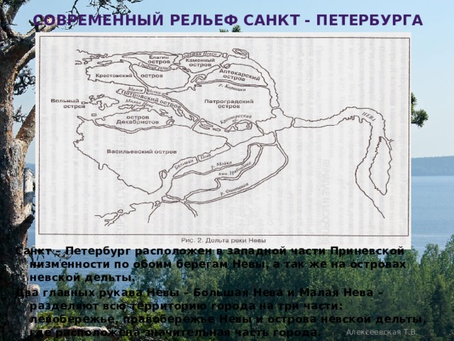  современный рельеф санкт - Петербурга Санкт – Петербург расположен в западной части Приневской низменности по обоим берегам Невы, а так же на островах невской дельты. Два главных рукава Невы – Большая Нева и Малая Нева – разделяют всю территорию города на три части: левобережье, правобережье Невы и острова невской дельты, где расположена значительная часть города. Алексеевская Т.В. 