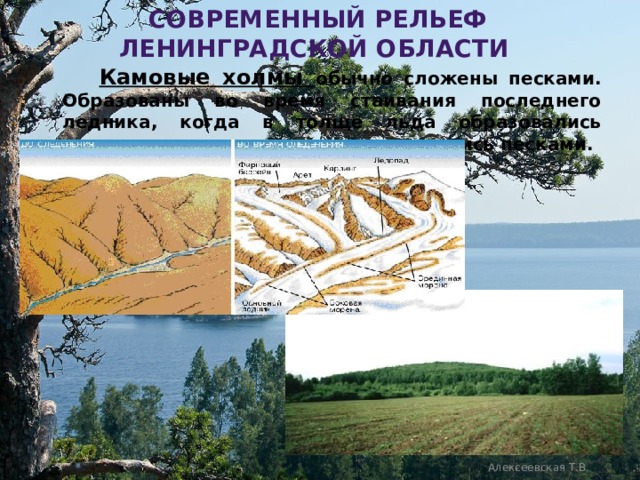  современный рельеф ленинградской области  Камовые холмы обычно сложены песками. Образованы во время стаивания последнего ледника, когда в толще льда образовались проталины – озера, которые заполнялись песками.  Алексеевская Т.В. 