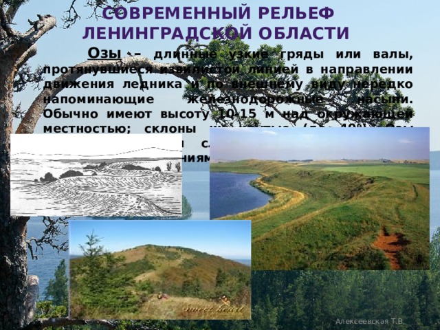  современный рельеф ленинградской области  Озы – длинные узкие гряды или валы, протянувшиеся извилистой линией в направлении движения ледника и по внешнему виду нередко напоминающие железнодорожные насыпи. Обычно имеют высоту 10-15 м над окружающей местностью; склоны их крутые (до 40  ). Озы сложены грубыми слоистыми песчаными и галечными отложениями.   Алексеевская Т.В. 