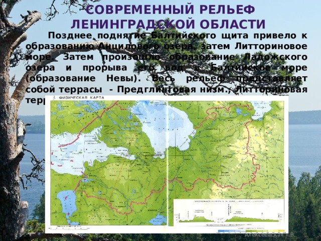  современный рельеф ленинградской области  Позднее поднятие Балтийского щита привело к образованию Анцилового озера, затем Литториновое море. Затем произошло образование Ладожского озера и прорыва его вод в Балтийское море (образование Невы). Весь рельеф представляет собой террасы - Предглинтовая низм., Литториновая терраса, Приладожская низм. и т.д. Алексеевская Т.В. 