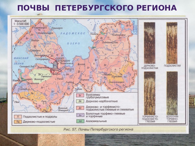 Почвы петербургского региона Алексеевская Т.В. 