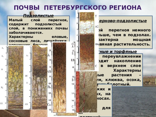 Почвы петербургского региона Подзолистые Дерново-подзолистые  Малый слой перегноя, содержит подзолистый слой, в понижениях почвы заболачиваются. Характерны еловые, сосновые леса, лишайники, черничник, брусничник Слой перегноя немного больше, чем в подзолах. Характерна мощная травяная растительность.  Дерново-карбонатные Болотные и торфяные Слой перегноя больше, чем в подзолистых, богаты известью. Характерны широколиственно-еловые леса с преобладанием дуба, липы, вяза и лещины. При переувлажнении происходит накопление торфа в верхнем слое почвы. Характерны болотные растения – сфагнум, клюква, осока, сабельник болотный.  Аллювиальные Образуются на низких и пойменных террасах, на речных наносах. Плодородные. Используют для выращивания культурных растений. Алексеевская Т.В. 