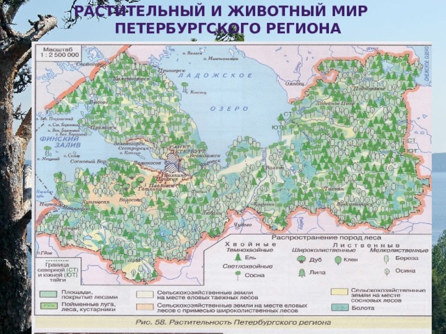 Растительный и животный мир  петербургского региона Алексеевская Т.В. 