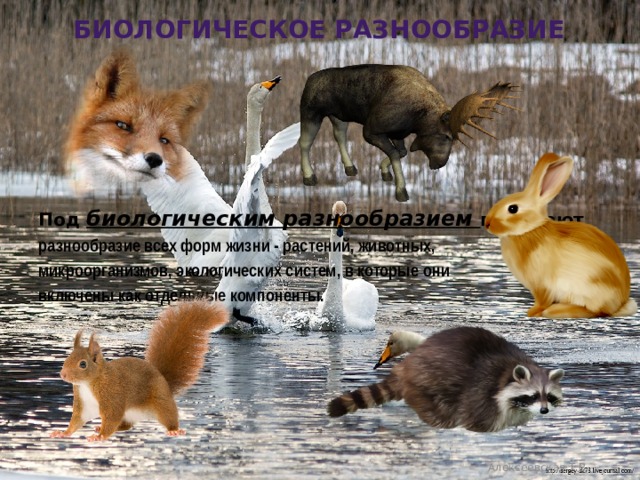 Биологическое Разнообразие      Под биологическим разнообразием понимают разнообразие всех форм жизни - растений, животных, микроорганизмов, экологических систем, в которые они включены как отдельные компоненты.  Алексеевская Т.В. 