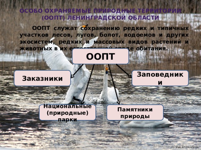 Особо охраняемые природные территории (ООПТ) ленинградской области  ООПТ служат сохранению редких и типичных участков лесов, лугов, болот, водоемов и других экосистем, редких и массовых видов растений и животных в их естественной среде обитания.  ООПТ Заказники Заповедники Национальные (природные) парки Памятники природы Алексеевская Т.В. 