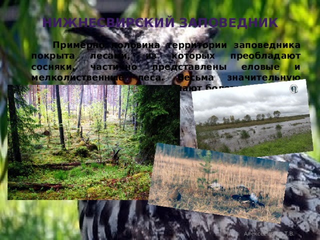 Нижнесвирский заповедник  Примерно половина территории заповедника покрыта лесами, из которых преобладают сосняки, частично представлены еловые и мелколиственные леса. Весьма значительную площадь заповедника занимают болота. Алексеевская Т.В. 