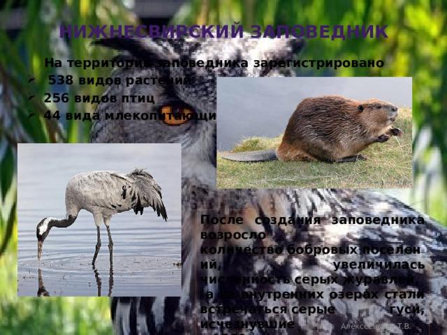 Нижнесвирский заповедник  На территории заповедника зарегистрировано  538 видов растений 256 видов птиц 44 вида млекопитающих  После создания заповедника возросло количество бобровых поселений, увеличилась численность серых журавлей,  а на внутренних озерах стали встречаться серые гуси, исчезнувшие в 1960-х годах. Алексеевская Т.В. 